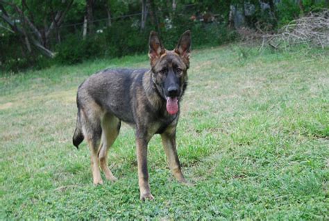 7 Months Old German Shepherd Common Information And Pictures