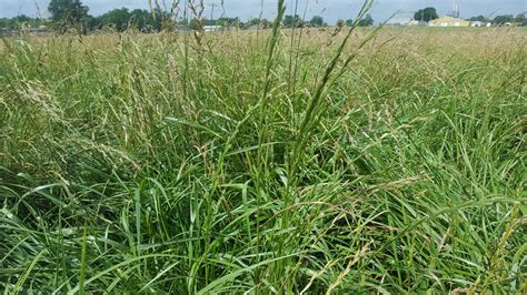 Tall Fescue Facts And Health Benefits