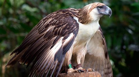 Águila Monera