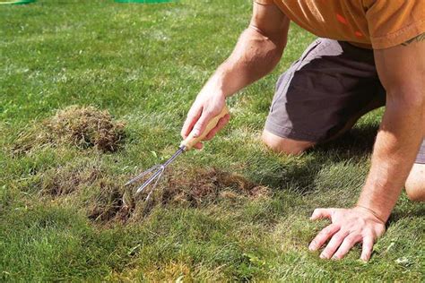 7 Common Backyard Problems Solved New Zealand Handyman