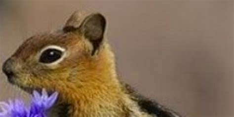 Sorry Guys But This Chipmunk Has More Game Than You Photo