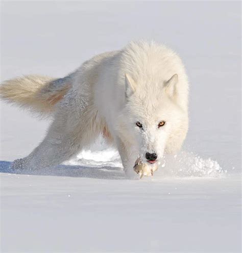 Arctic Wolf Wiki Roleplay Amino