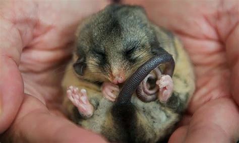 Meet 5 Of Australias Tiniest Mammals Who Tread A Tightrope Between Life And Death Every Night