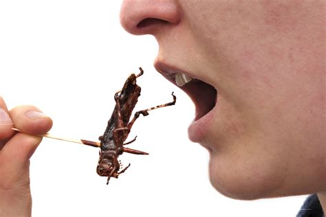 These Exterminators Want You To Have A Tasty Free Lunch Of Bugs Grist