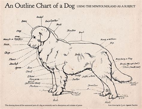 Dog Skin Diagram