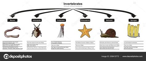 Clasificación Animales Invertebrados Las Características Diagrama