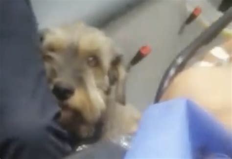 Perrito persigue ambulancia que llevaba a su dueño tras sufrir accidente video La Visión