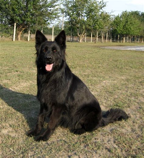 German Shepherd Dog Breeds Pictures Dog Breed Pictures