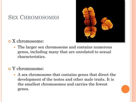 Ppt Chromosomes And Meiosis Powerpoint Presentation Free Download Id 2828624