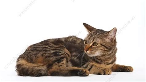 Tabby Cat Lying Down Stock Video Clip K0070336 Science Photo Library