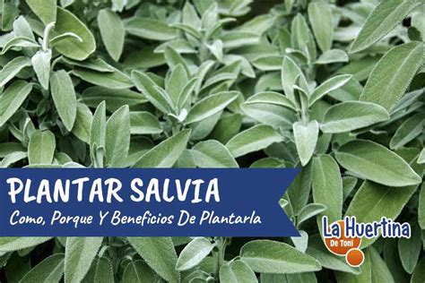 Como Y Porque Plantar Salvia En El Huerto O Jardín La Huertina De Toni