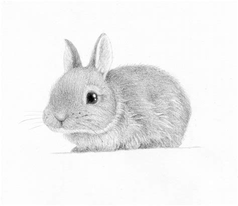 Bird drawings animal drawings cute drawings cute owl drawing drawing ideas owl art bird art owl sketch pencil sketch drawing. How To Sketch A Bunny Perfect Bunny Pictures To Draw Ideas ...