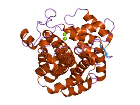 Genomic dna from rhodospirillum rubrum strain ncib 8255 atcc® 11170™ description: ADP-ribosylglycohydrolase - Wikipedia
