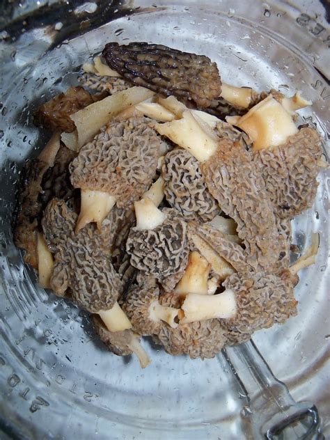Wahmof6 Indiana Mushrooms