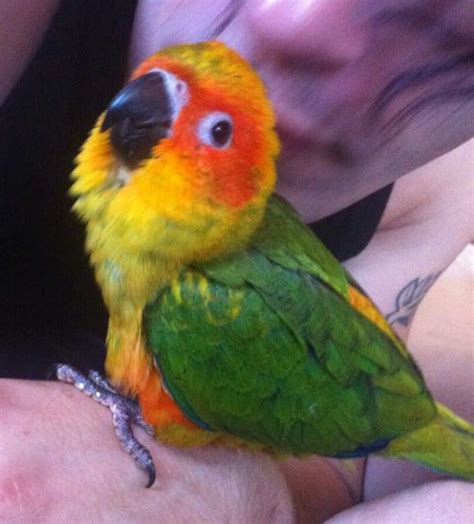 Baby Conures For Sale Near Me Colby Fink