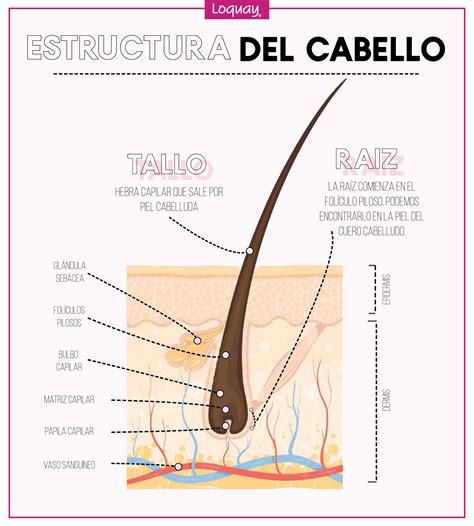 Lista Foto Que Es La Raiz Del Cabello Lleno