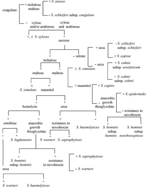 21 Inspirational Microbiology Unknown Flow Chart