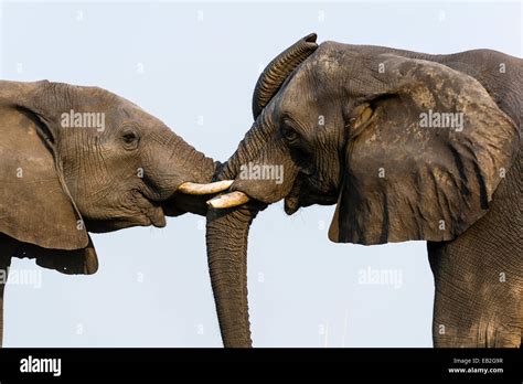 A Pair Of African Elephants Use Their Trunks To Communicate By Touch
