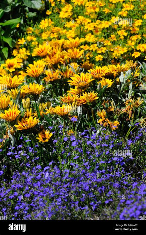 Garden Perennial Border Hi Res Stock Photography And Images Alamy