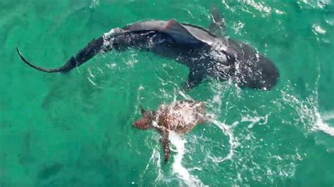 Χελώνα παλεύει με καρχαρία μεσοπέλαγα και τον νικάει Βίντεο