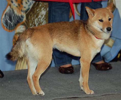 Shiba Inu Looks Like A Coyote Japanese Dogs Japanese Dog Breeds