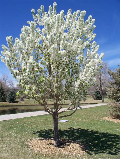 Adirondack Crabapple Tree