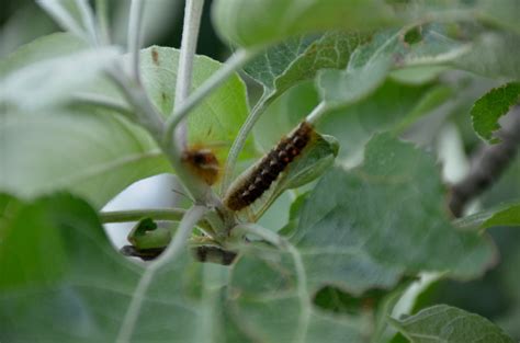 Brown Tail Moth Outbreak Makes Life Itchy For Maine Farmers Modern Farmer