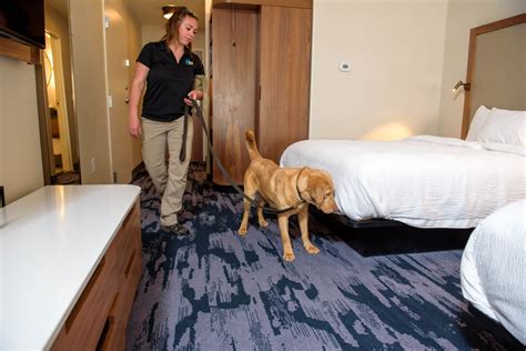 Bed Bug Detection Dogs Highland Canine Training