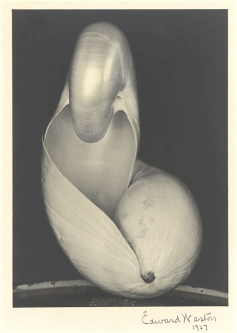 Edward Weston 1927 Two Shells Yatesweb