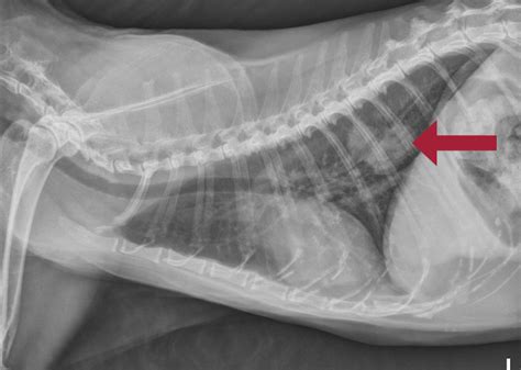 Staging Cancer Digging Deeper Than The Diagnosis Todays Veterinary