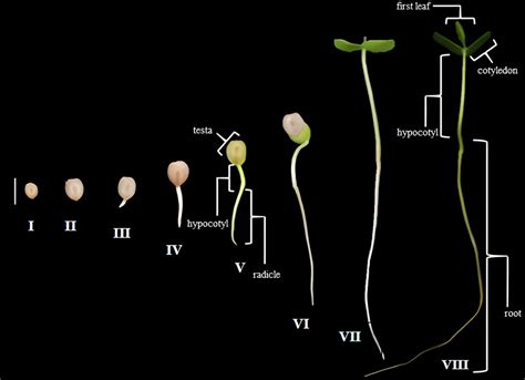 17 Diagram Of Seed Germination Enriquecora