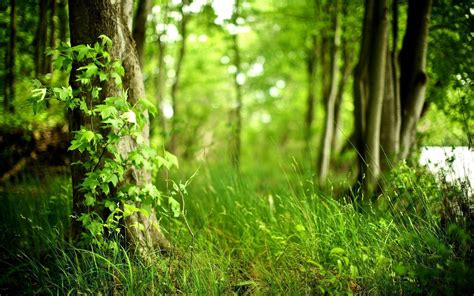 Green Forest Backgrounds Wallpaper Cave