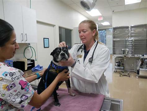 Dog Veterinarian Rancho Cucamonga Dog Hospital