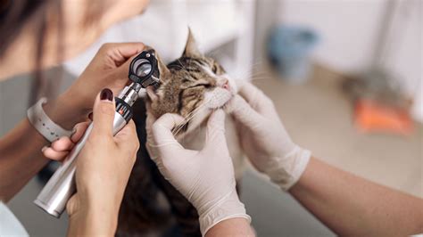 What Are Cat Polyps And Should You Be Concerned Goodrx