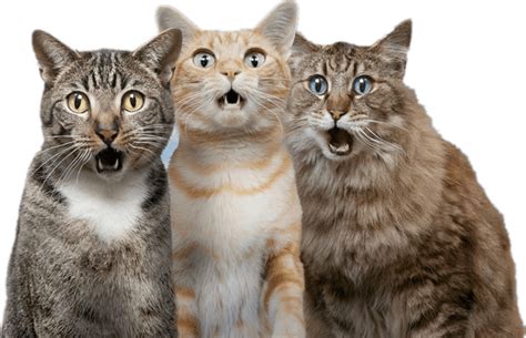 Png گربه های متعجب Surprised Cat Png دانلود رایگان