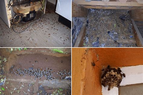 Buggo pest control are a family owned and operated pest control company based in the sutherland shire area in nsw. Pest Control Technologies (Pty) Ltd | Pretoria, Gauteng