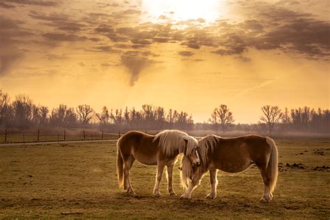 Beautiful Horse Landscape