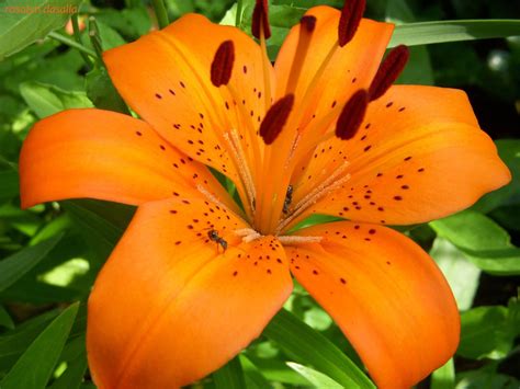 Top Pictures Of Tiger Lilies Full Hd P For Pc Desktop Lily