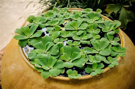 Or is my tank not right for them? Caring for Dwarf Water Lettuce: Lighting, Humidity, and ...