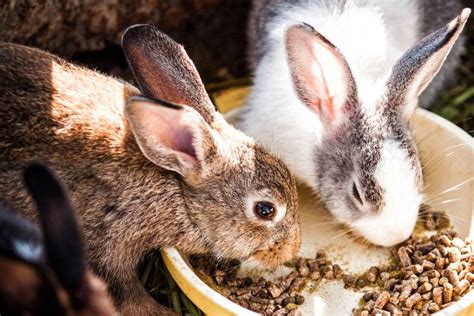 Lifetime Cost Of A Rabbit Pets At Home