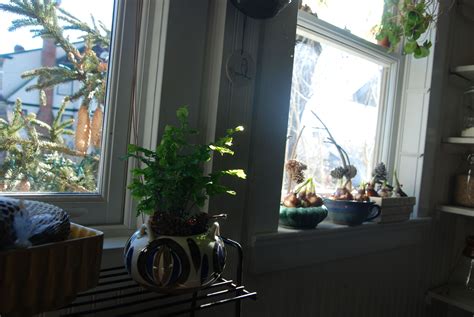 Winter Bulbs Room Inspiration Indoor Plants Windows Curtains Bulbs