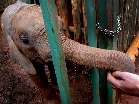 Blood And Ivory Elephant Poaching In Kenya