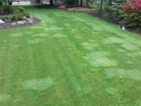 Eliminating Creeping Bentgrass Lawn Lad