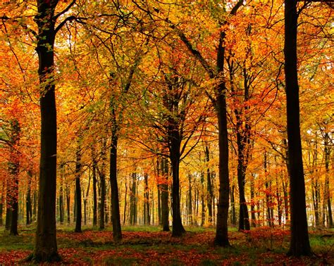 Forest Trees In Autumn A Photo On Flickriver