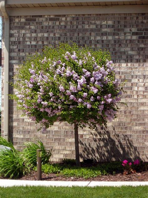Beautiful Dwarf Lilac Trees For Your Garden Lilac Tree Dwarf Trees