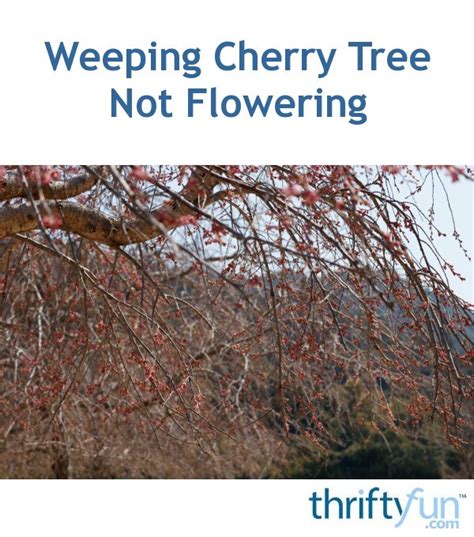 Weeping Cherry Tree Not Flowering Thriftyfun