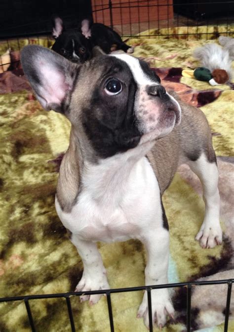 Brindle french bulldogs have a predominantly dark coat with light hairs spattered and mixed in. Blue fawn pied French bulldog | Sable pied French bulldog ...