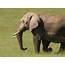 Elephant Walking  In The Serengeti Nationa… Flickr