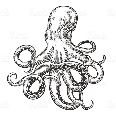 Octopus Vector Black Engraving Vintage Illustrations Isolated On Octopus Sketch Octopus