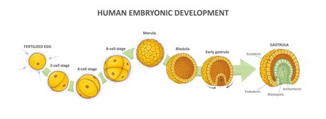 The Biology Of Pregnancy Part 1 Early Embryogenesis The Pulse
